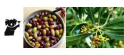 Toolunka Creek Olives - Toolunka Estate Toolunka Creek Olives - Toolunka Estate