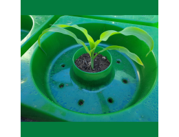 GrowWell Focus Planter by Focus Planting Australia growing Corn