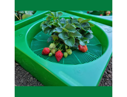 GrowWell Focus Planter by Focus Planting Australia growing strawberries 1