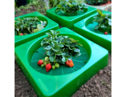 GrowWell Focus Planter by Focus Planting Australia growing strawberries 2