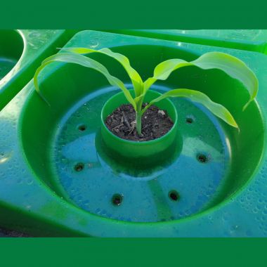 GrowWell Focus Planter by Focus Planting Australia growing Corn