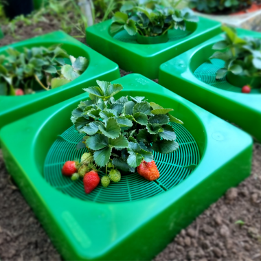 GrowWell Focus Planter by Focus Planting Australia growing strawberries 2